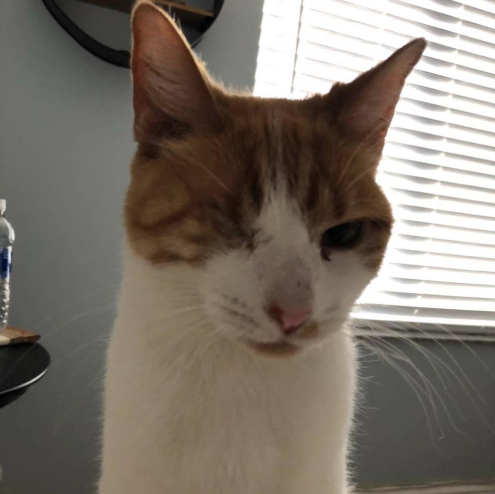 Meet your Posher, Cara